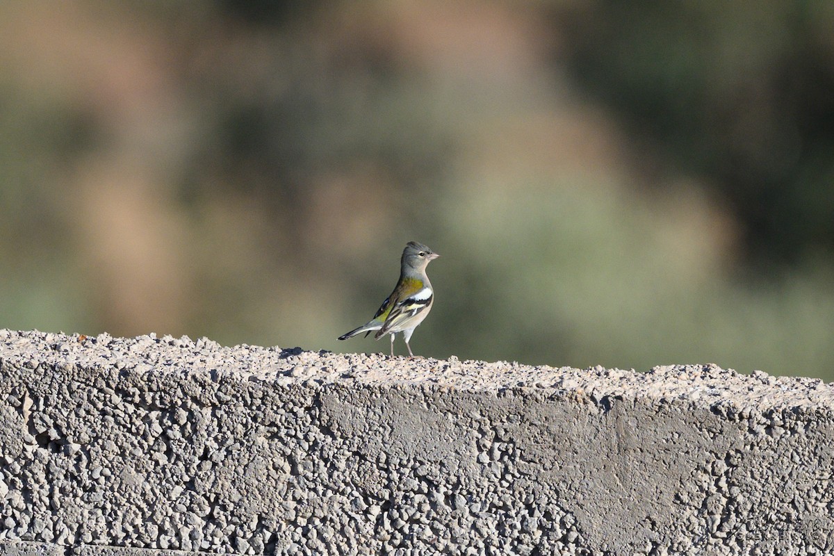 African Chaffinch - ML644415111