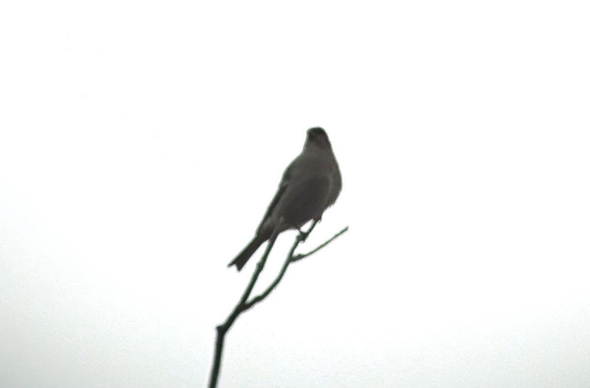 Ciuffolotto delle pinete - ML644415116