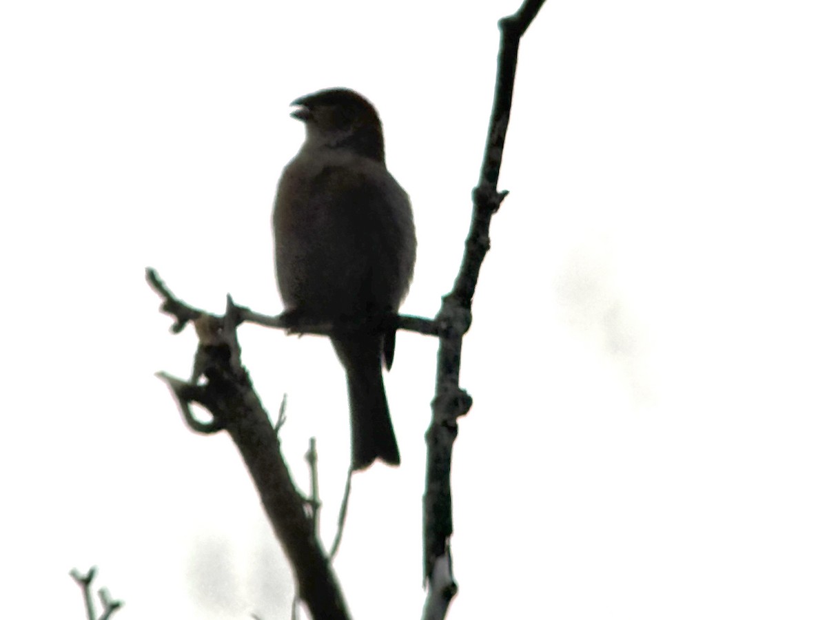 Ciuffolotto delle pinete - ML644415117