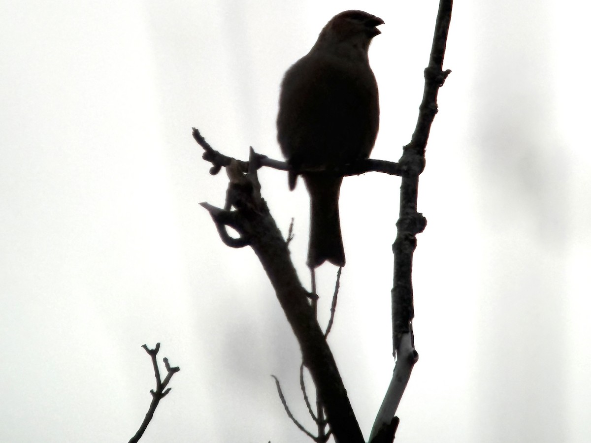 Ciuffolotto delle pinete - ML644415118