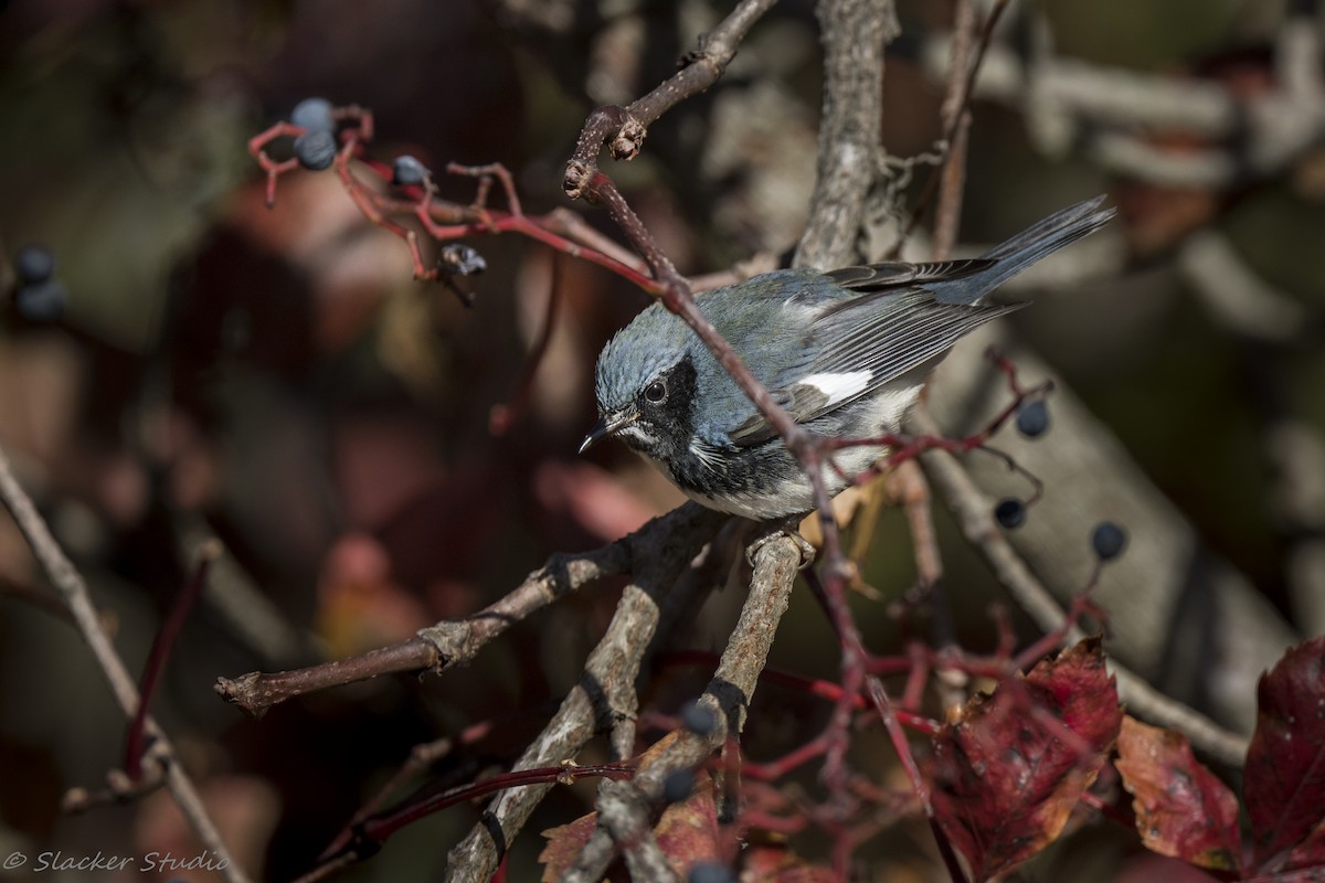 lesňáček modrohřbetý - ML644415149
