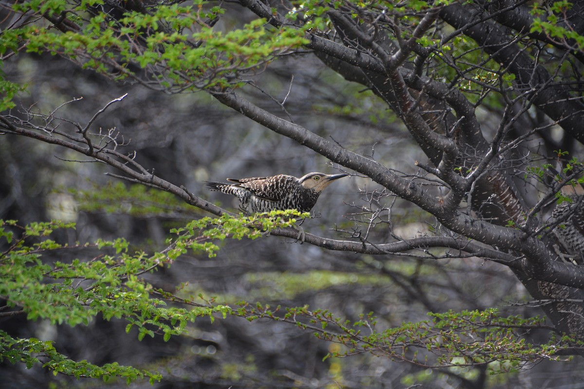 Chilean Flicker - ML644415151
