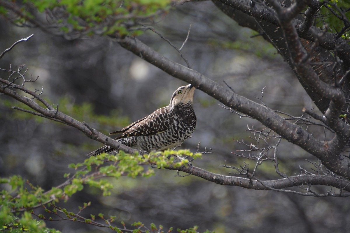Chilean Flicker - ML644415152