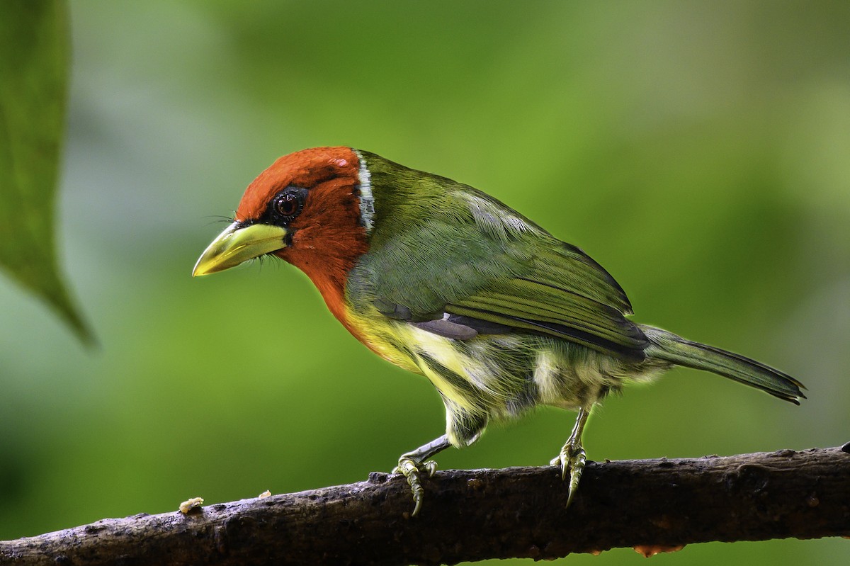 Red-headed Barbet - ML644415180