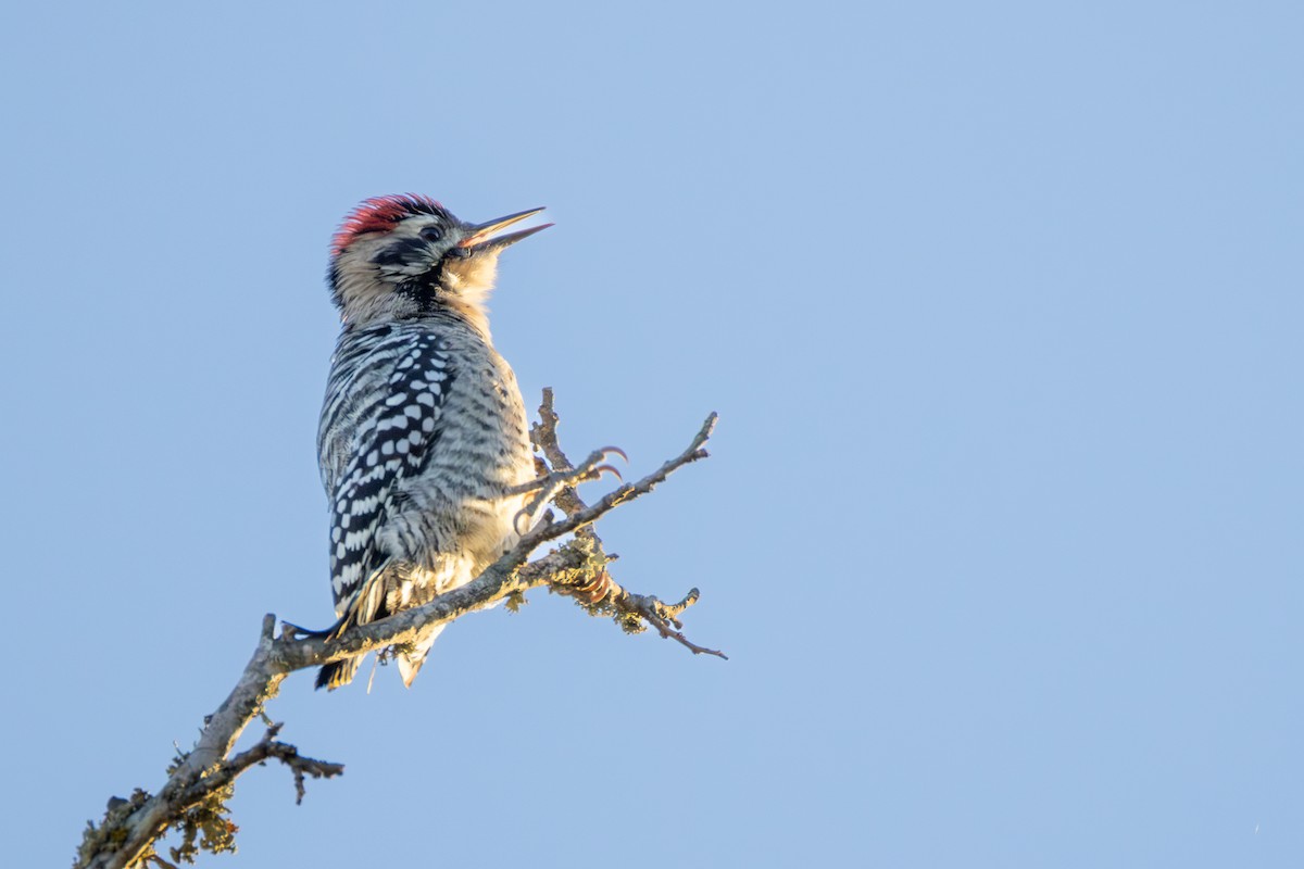 シマアカゲラ - ML644415187