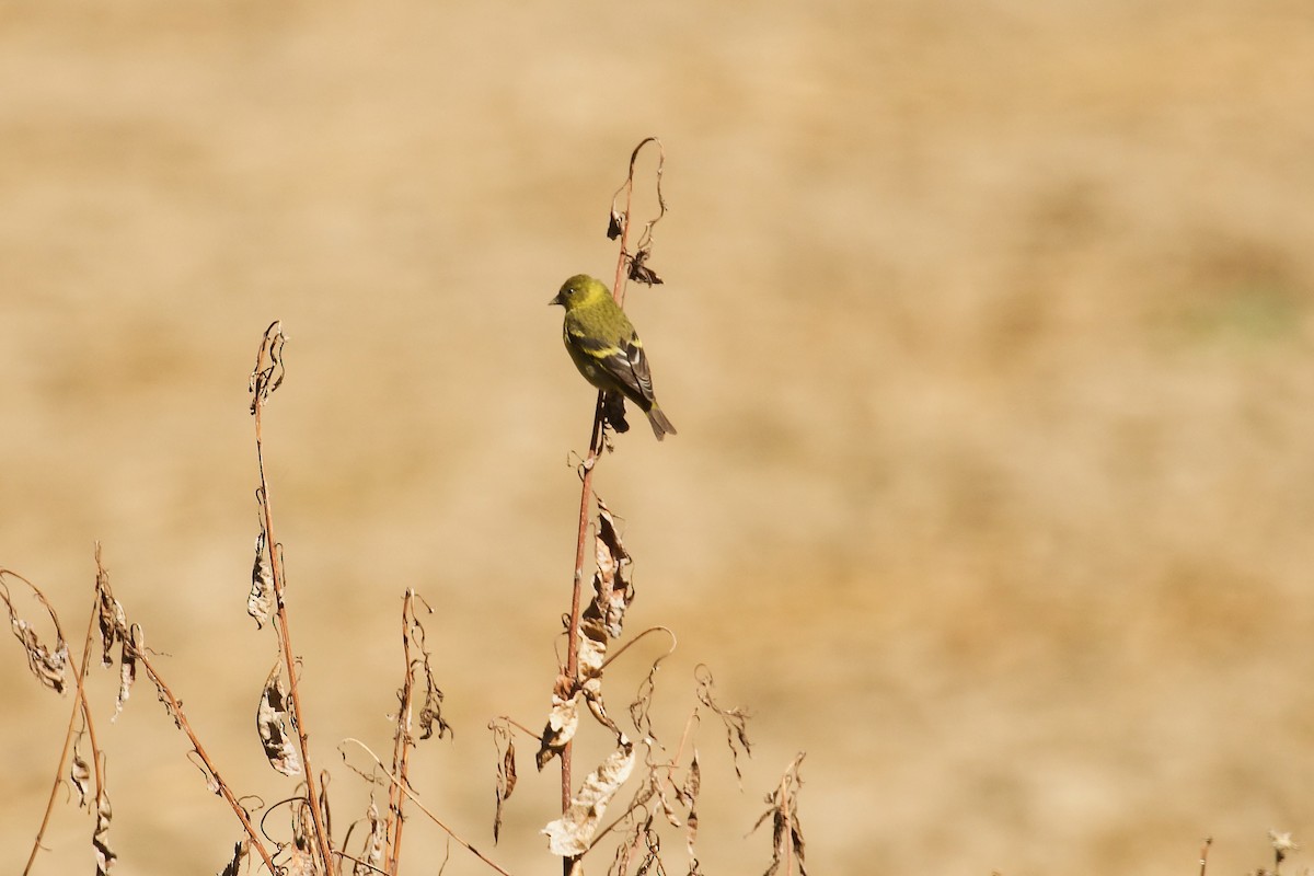 čížek jihoamerický - ML644415192