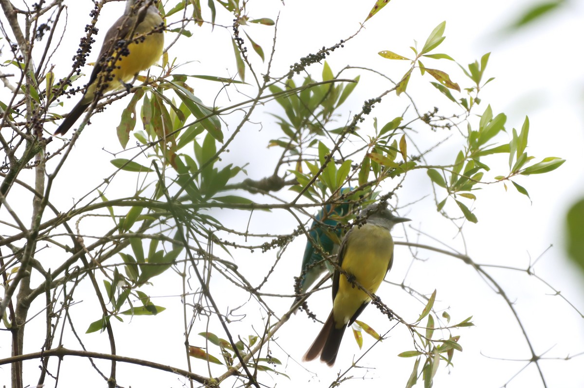 tropekongetyrann - ML644415198