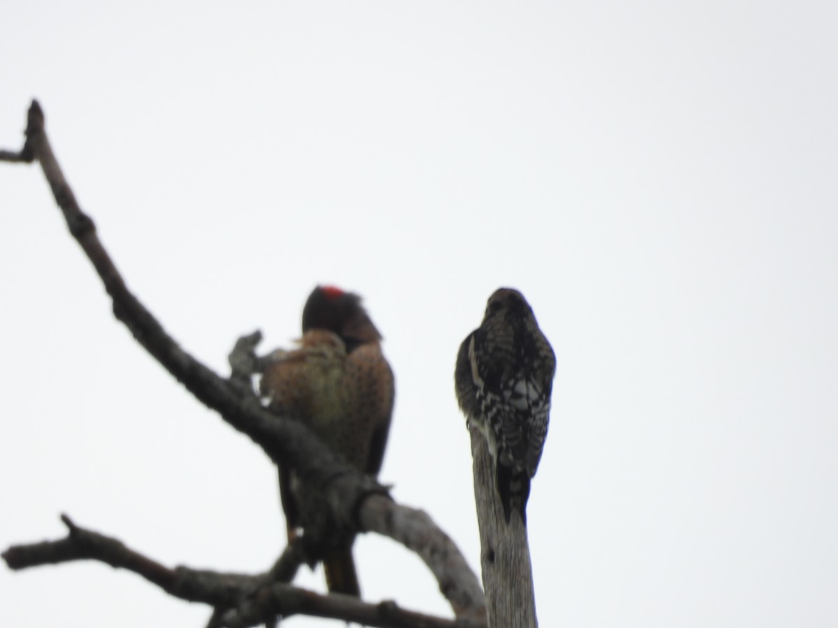 Yellow-bellied Sapsucker - ML644415215