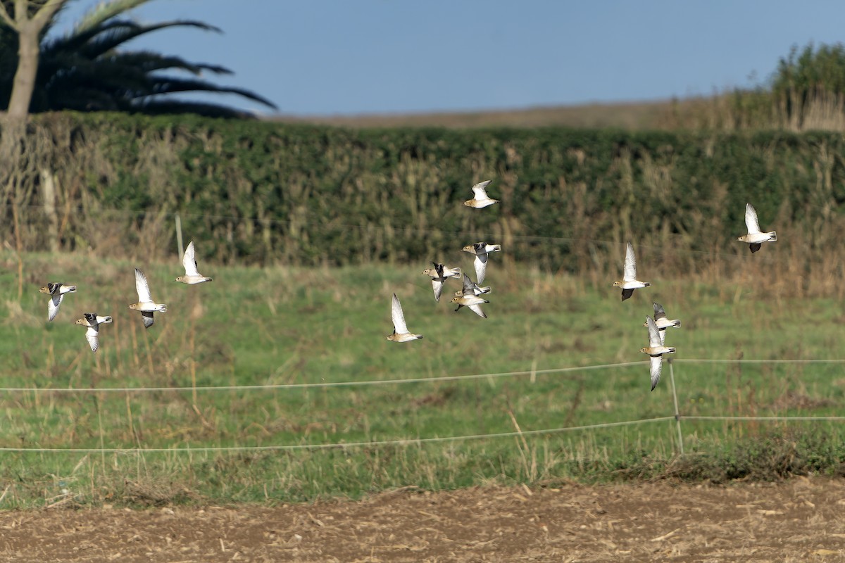 Сивка звичайна - ML644415218