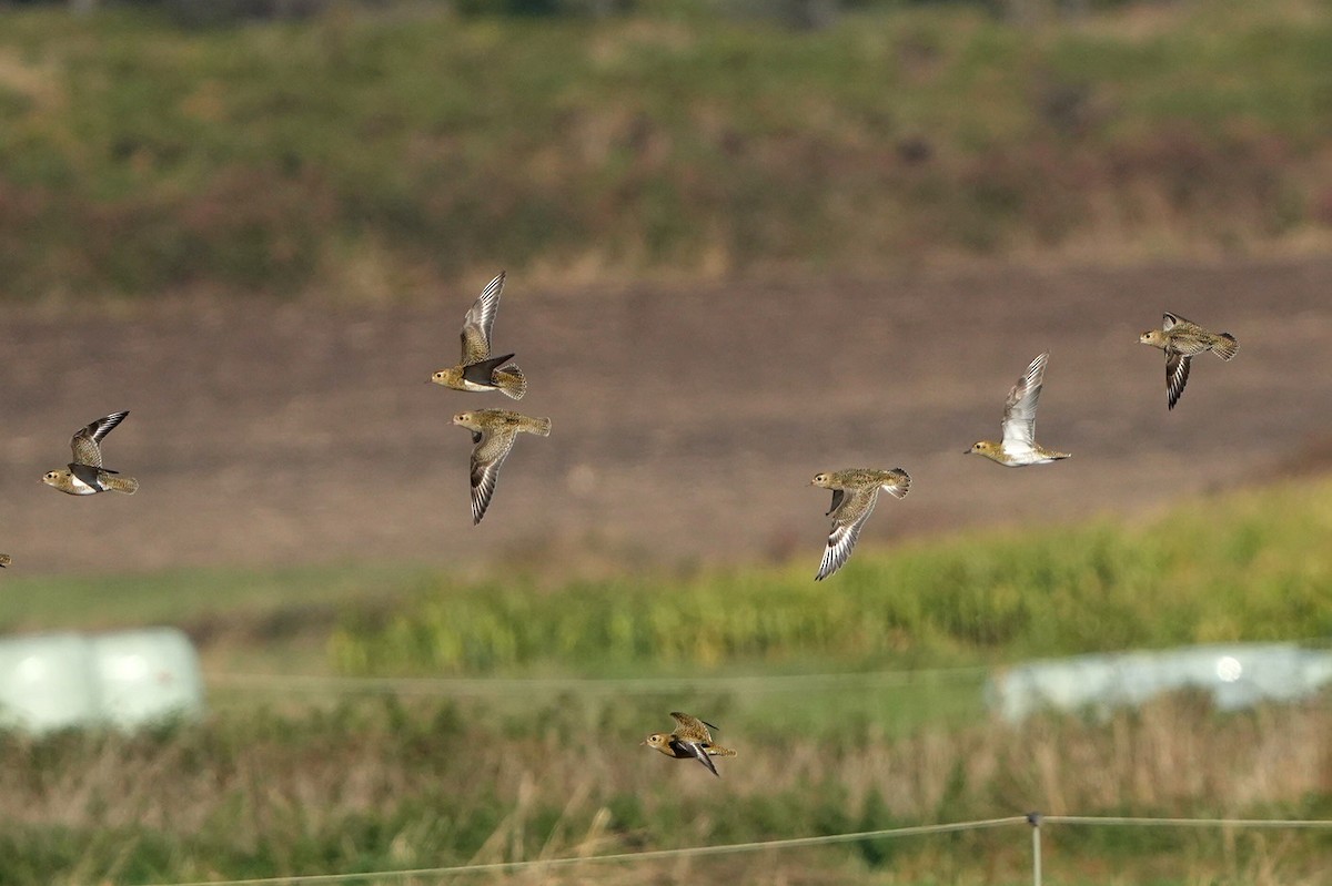 Сивка звичайна - ML644415223