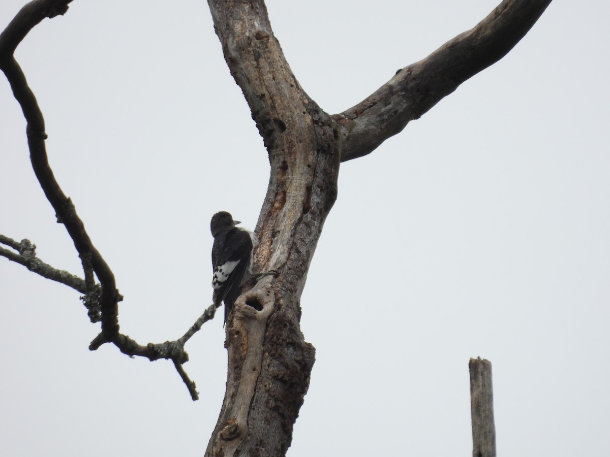 Red-headed Woodpecker - ML644415224