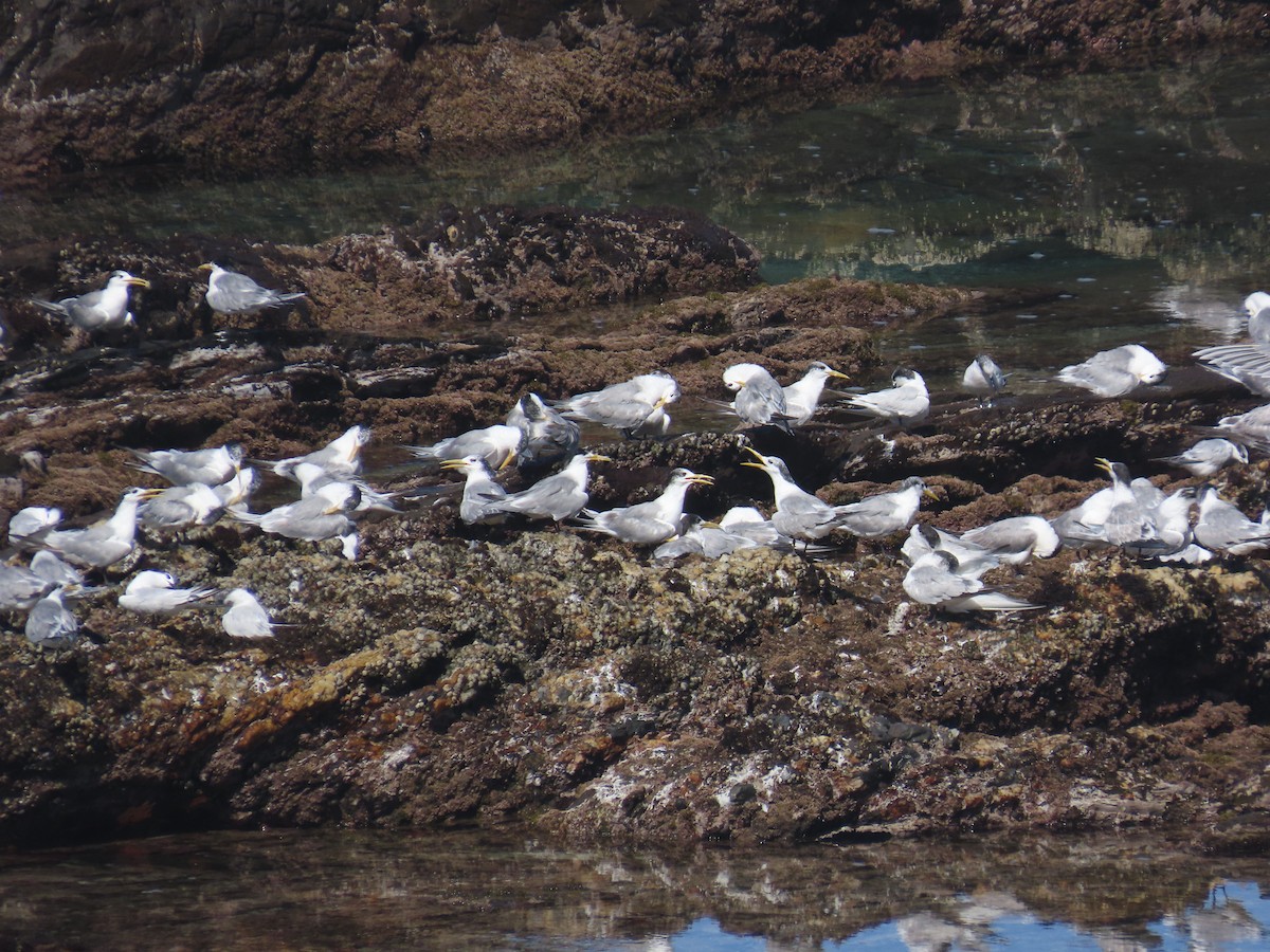 Крячок жовтодзьобий - ML644415227