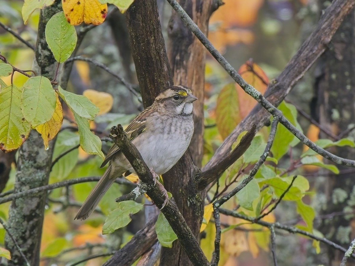 White-throated Sparrow - ML644415228