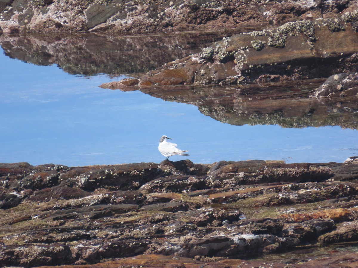 rybák severní - ML644415231