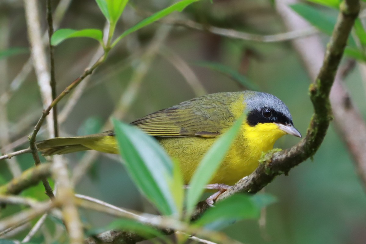 Southern Yellowthroat - ML644415242