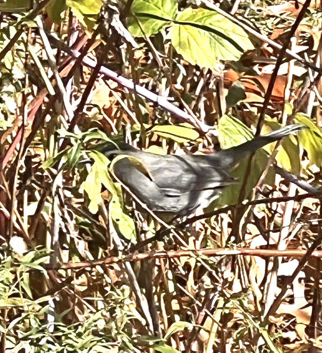 Gray Catbird - ML644415245