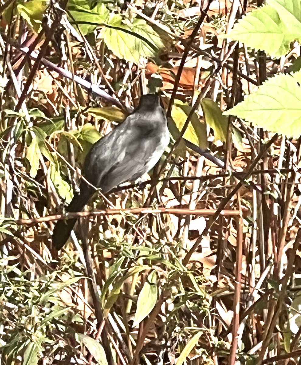 Gray Catbird - ML644415246