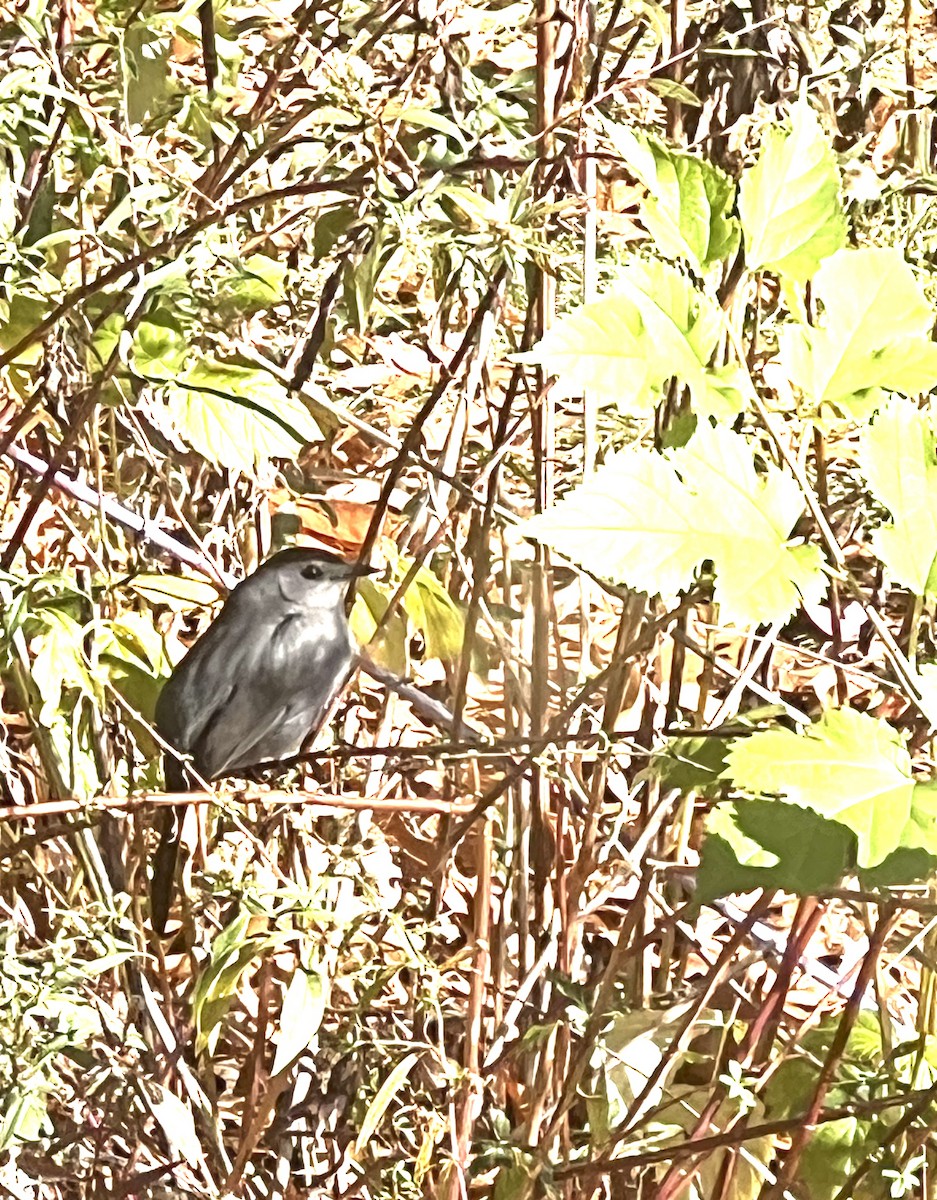 Gray Catbird - ML644415247