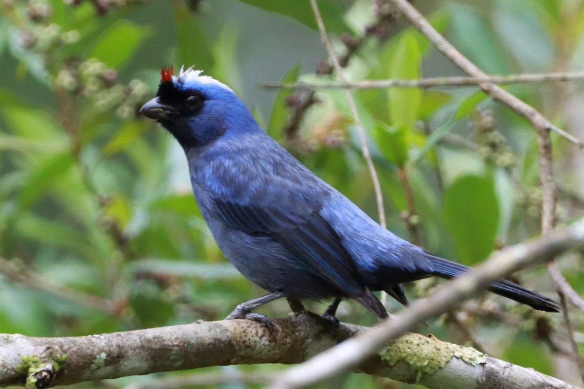 Diademed Tanager - ML644415258