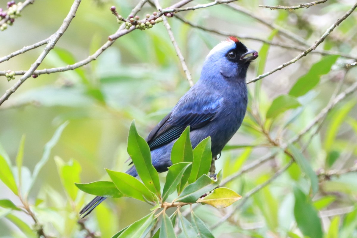 Diademed Tanager - ML644415259