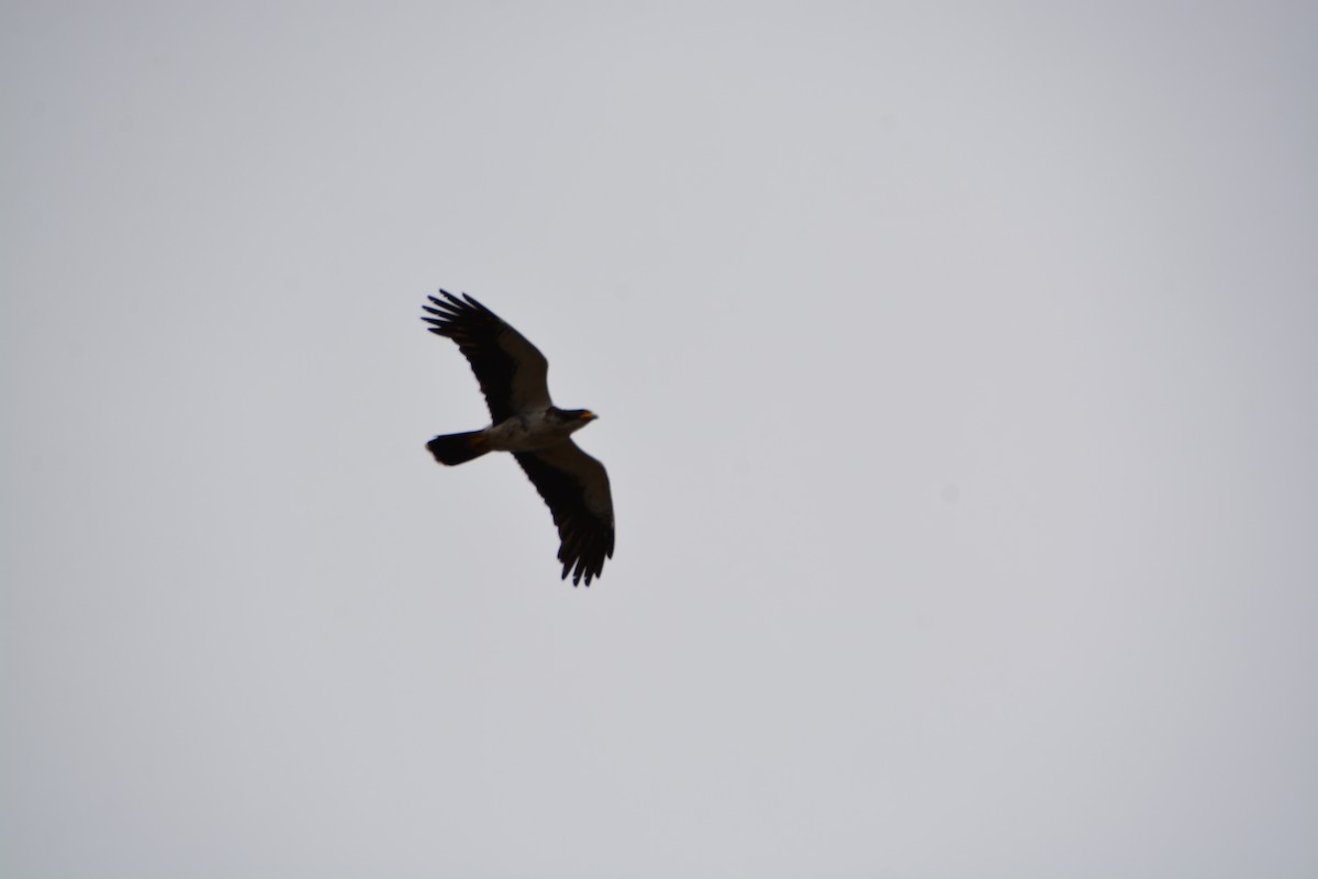 hvitbrystkarakara - ML644415260