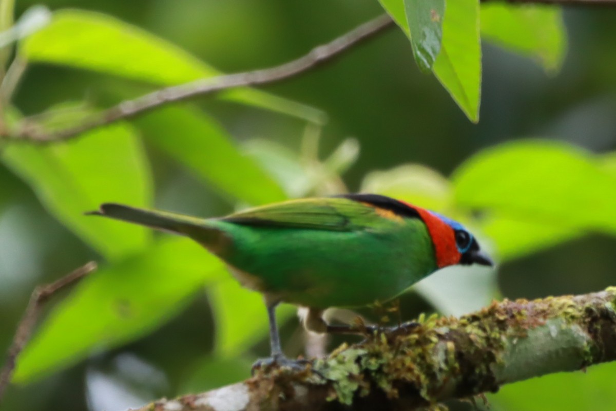 Tangara Militar - ML644415282