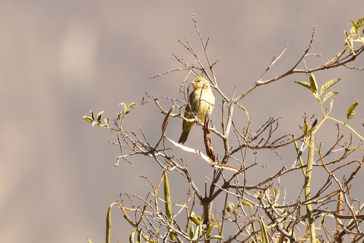 Посвірж оливковий - ML644415283