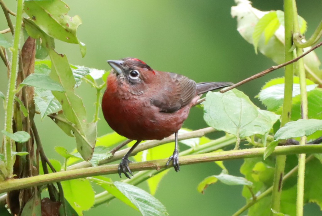 Araguira rougeâtre - ML644415303