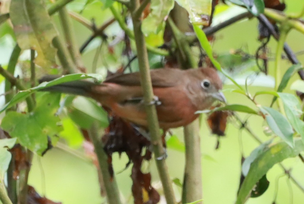 Araguira rougeâtre - ML644415304