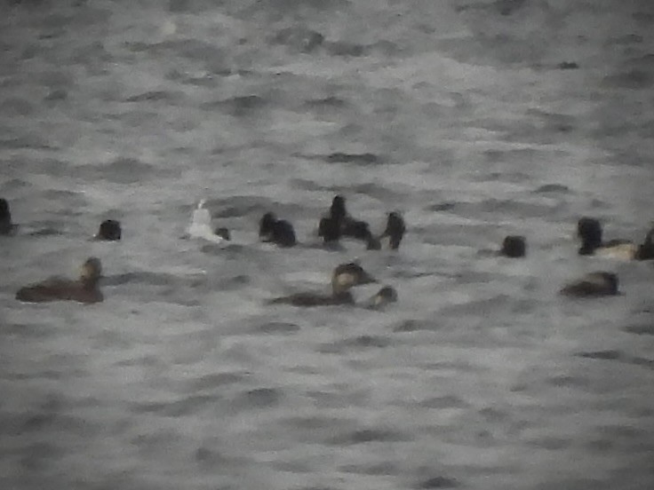 Ahatebeltz eurasiarra - ML644415306