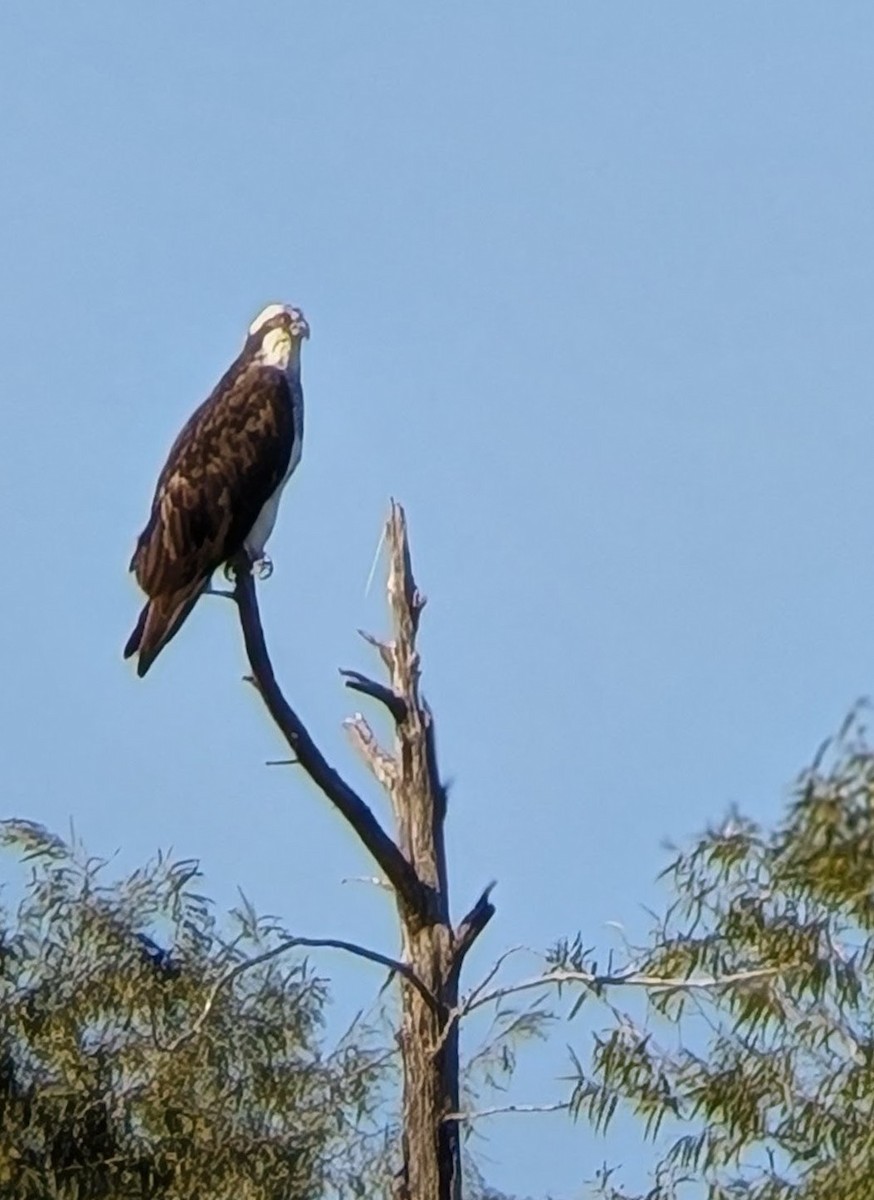 fiskeørn (carolinensis) - ML644415309