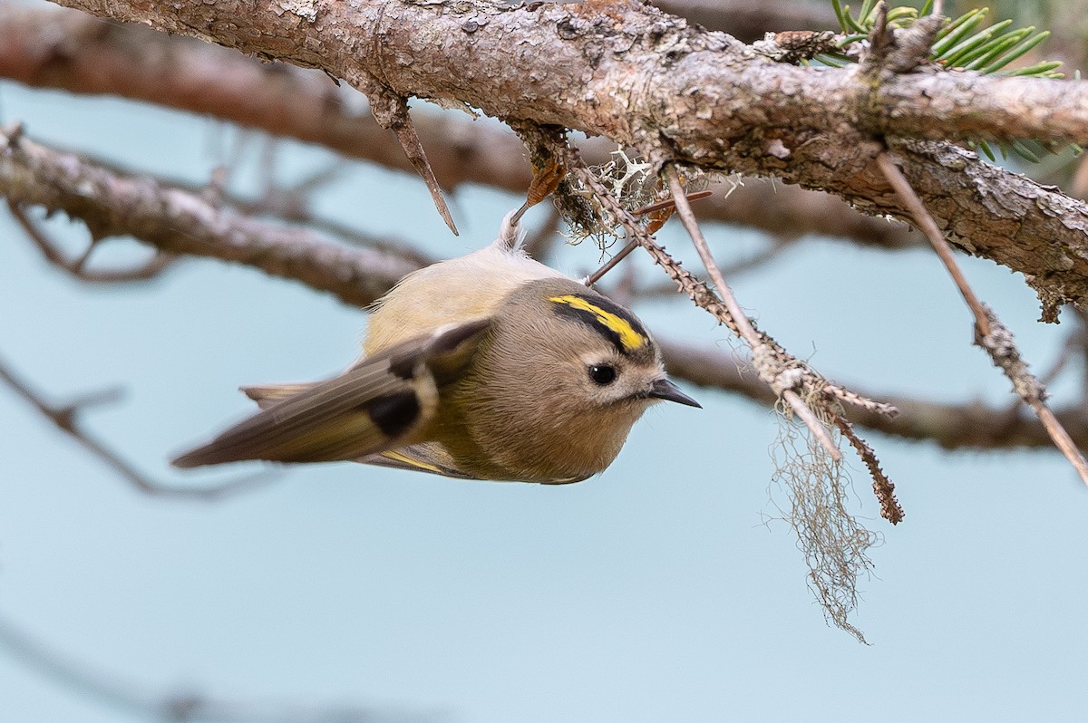 Goldcrest - ML644415320