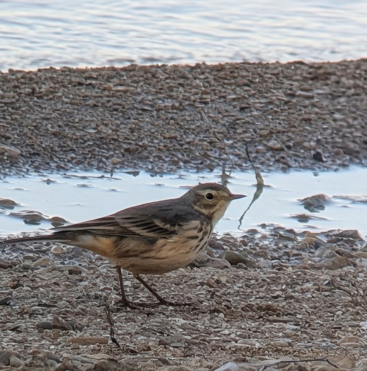 American Pipit - ML644415328