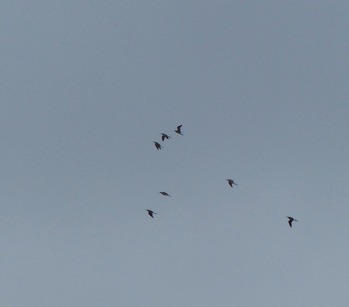 Greater Yellowlegs - ML644415333