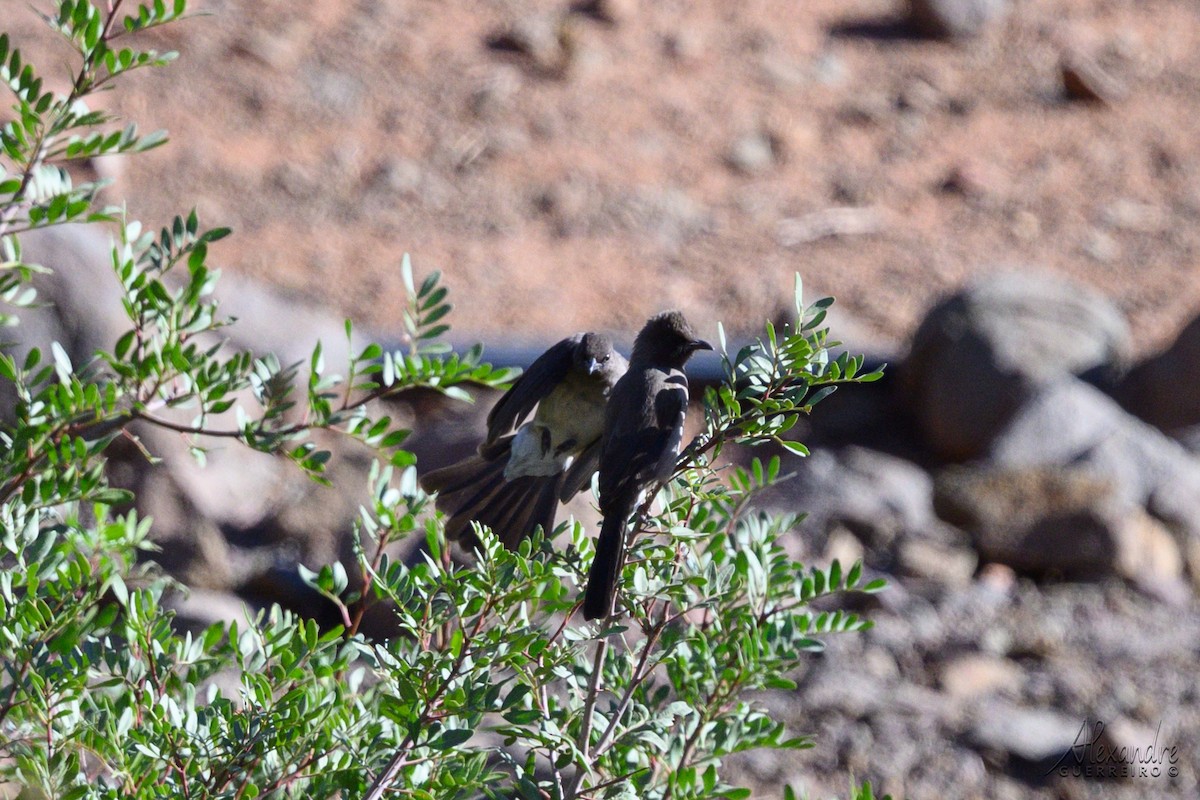 בולבול אפריקני - ML644415335