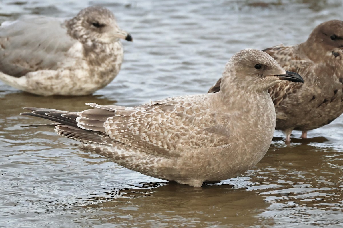 Goéland arctique (thayeri) - ML644415337