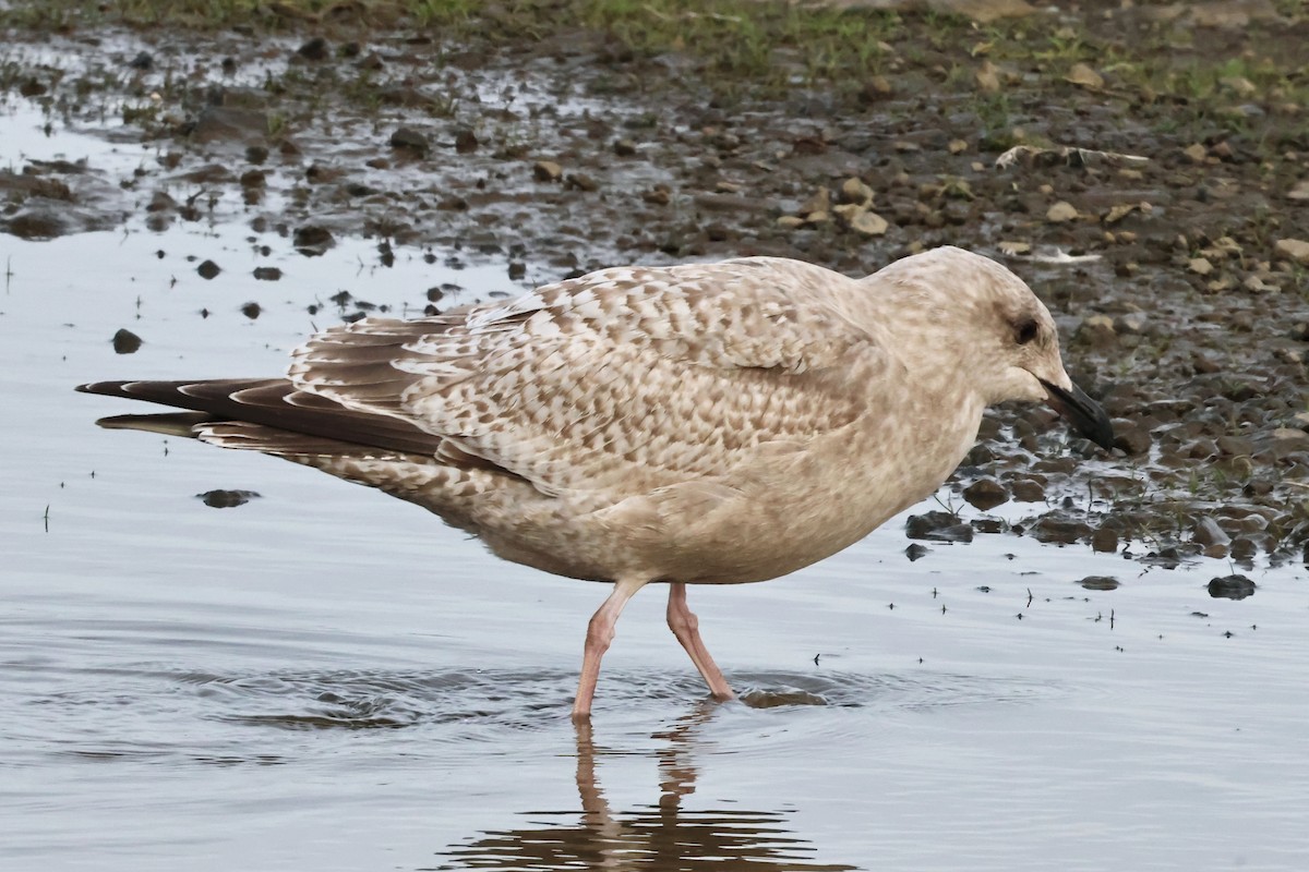 Goéland arctique (thayeri) - ML644415338