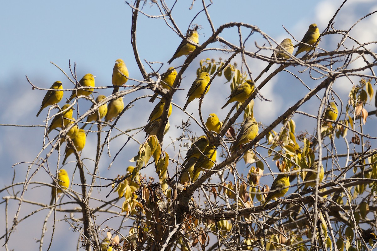 Посвірж оливковий - ML644415348