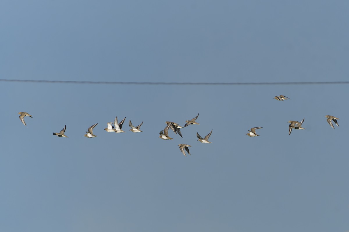 Сивка звичайна - ML644415363