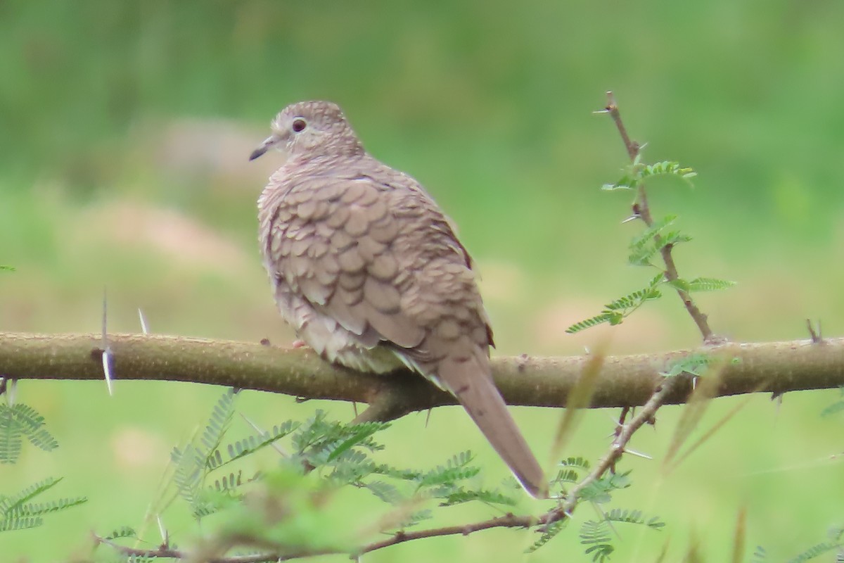 Colombe inca - ML644415364