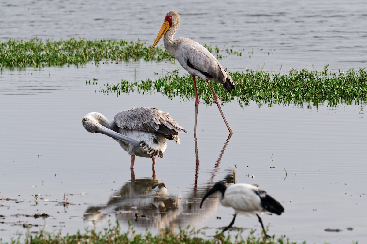 חסידן ורוד - ML644415365