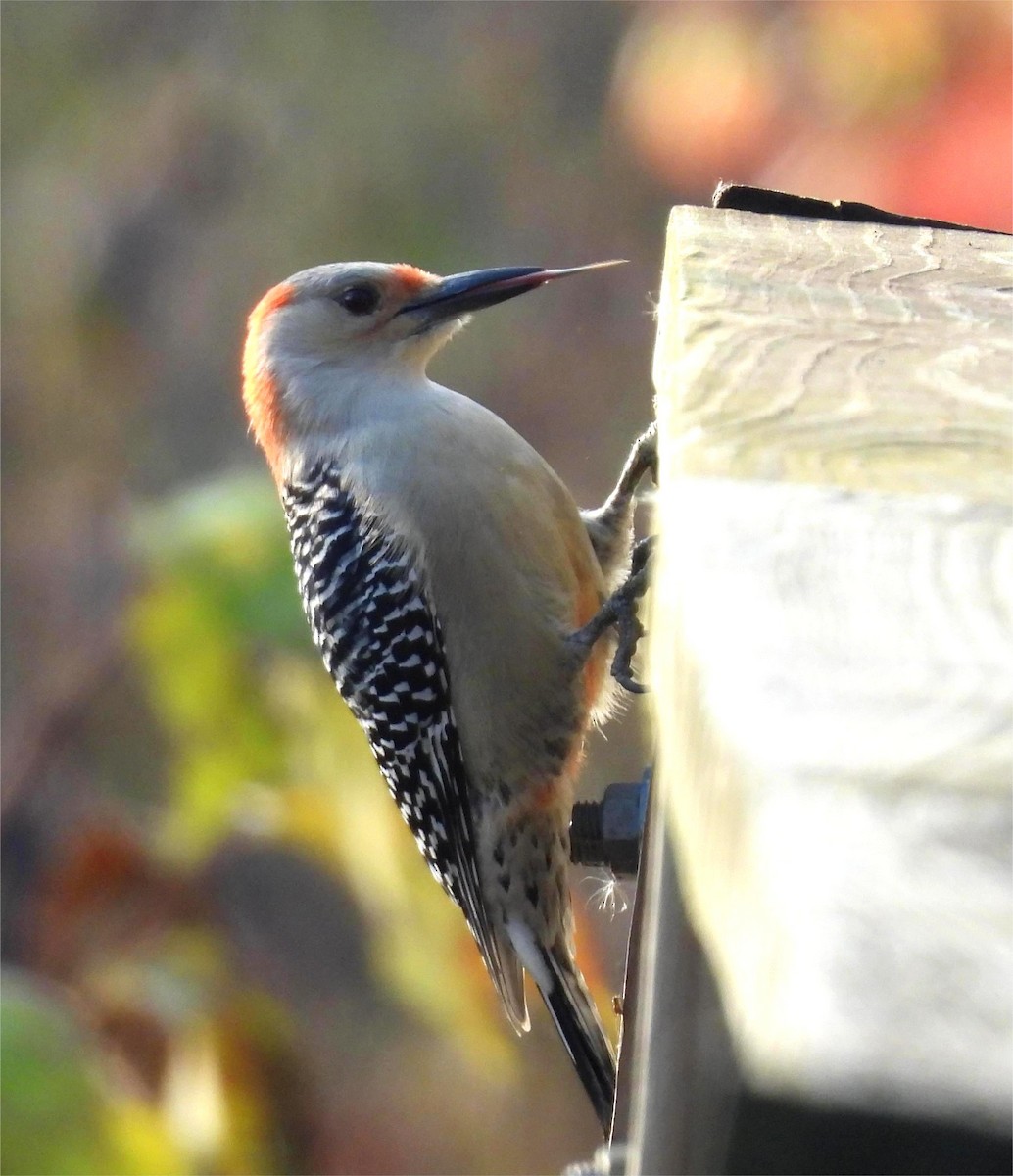 Red-bellied Woodpecker - ML644415367