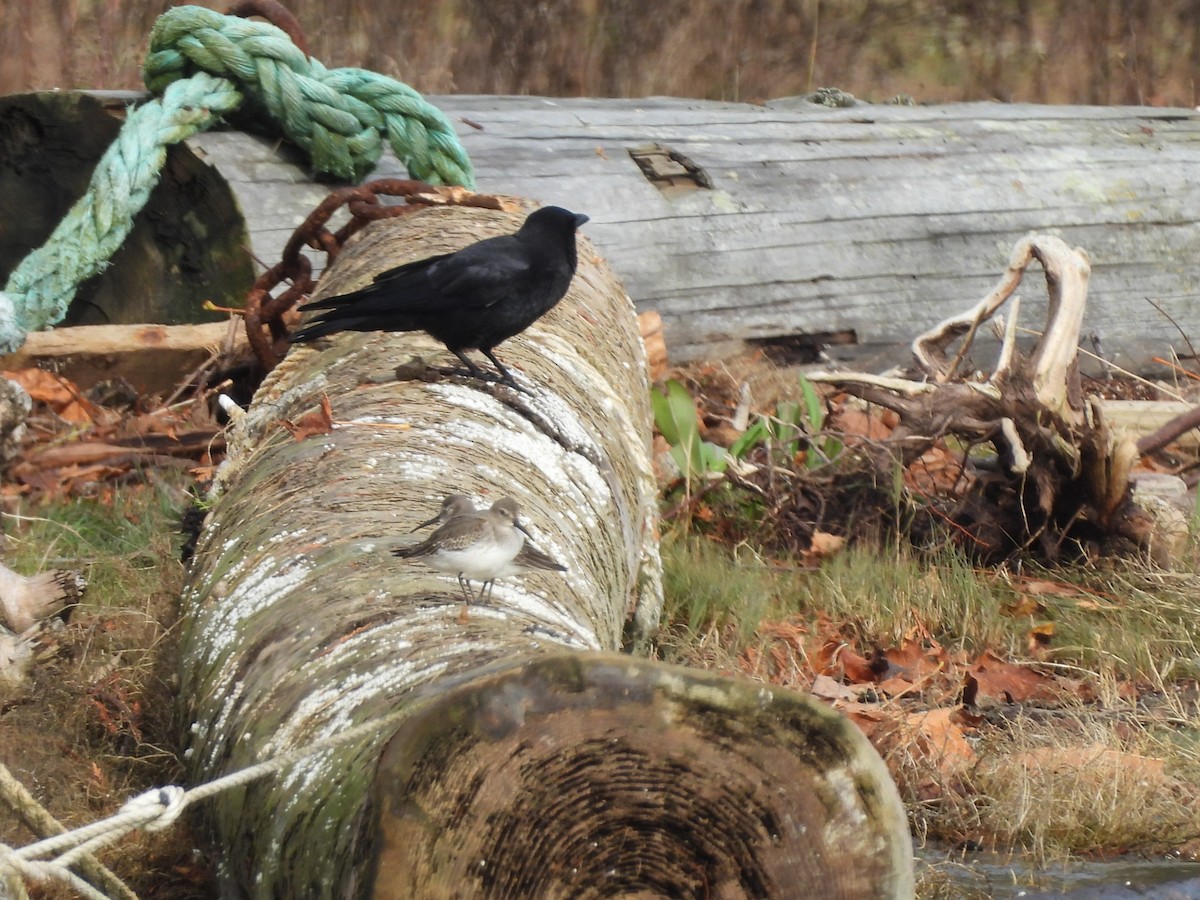American Crow - ML644415372