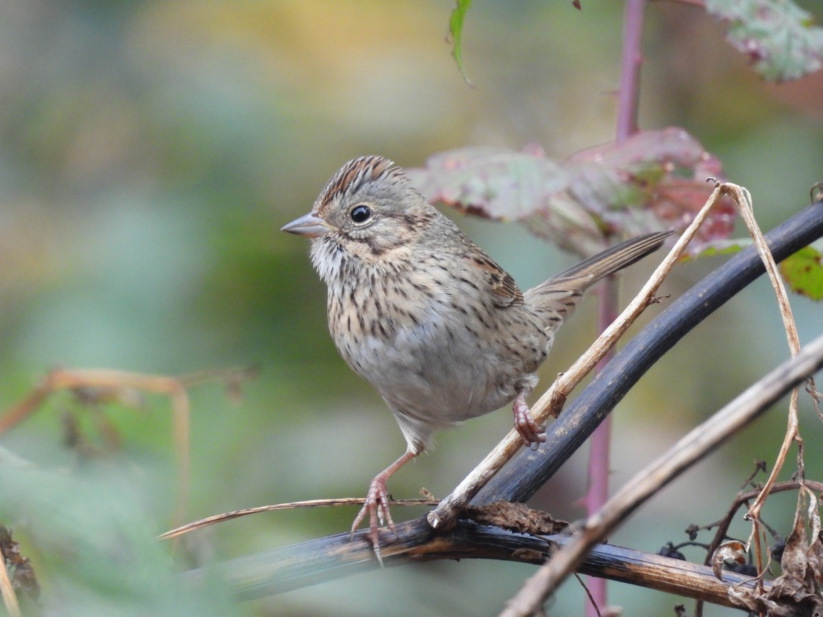 Lincoln's Sparrow - ML644415373