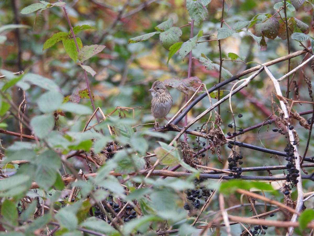 Lincoln's Sparrow - ML644415374