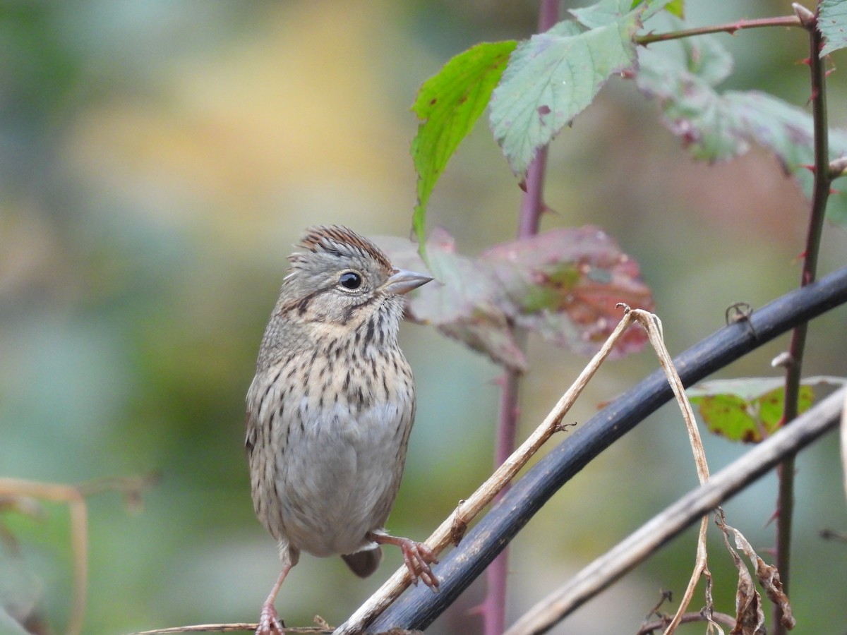 Lincoln's Sparrow - ML644415375