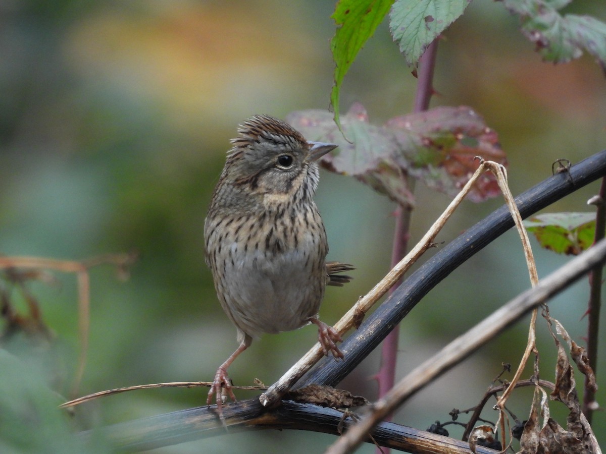 Lincoln's Sparrow - ML644415376