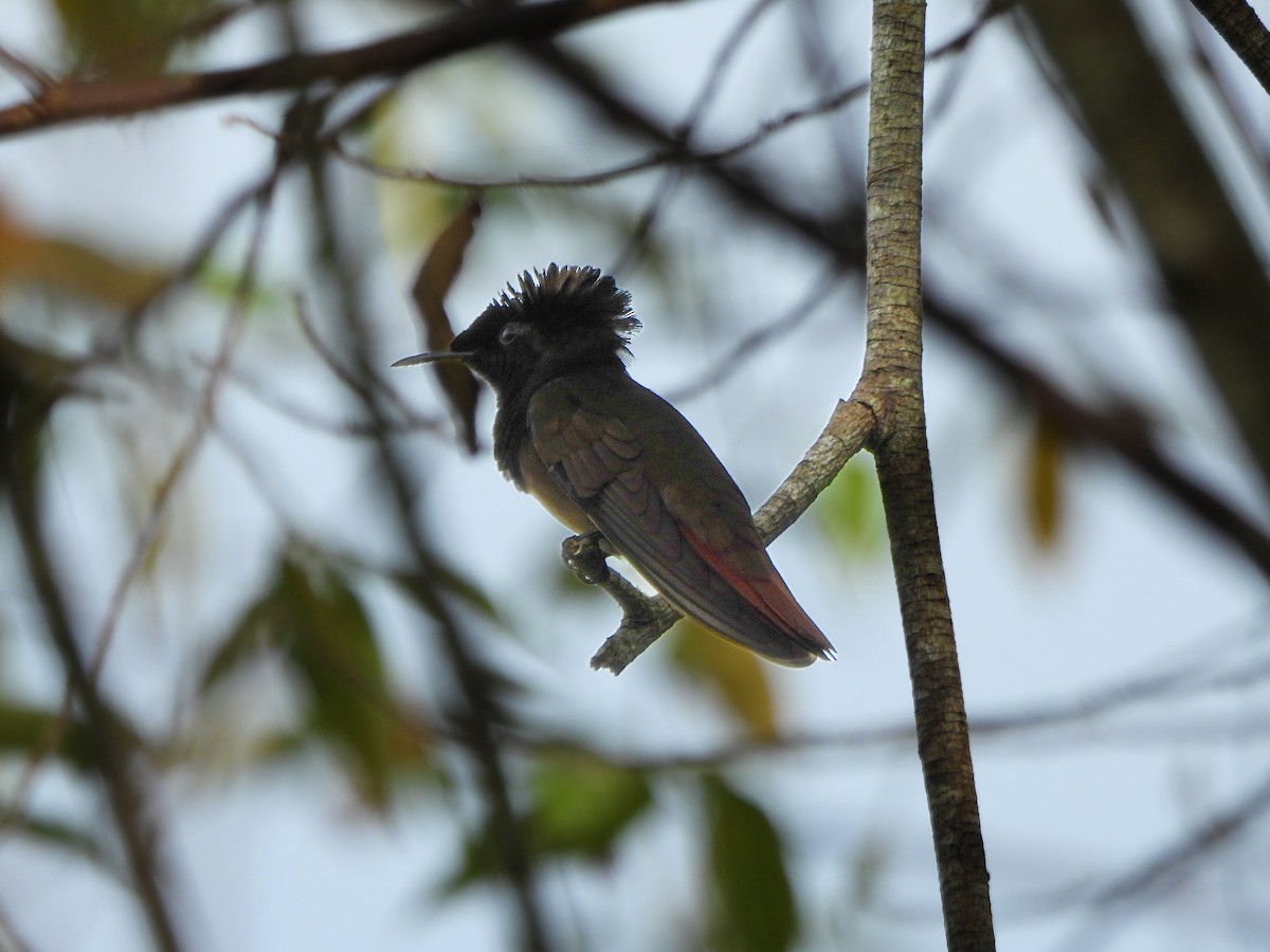 ルビートパーズハチドリ - ML644415384