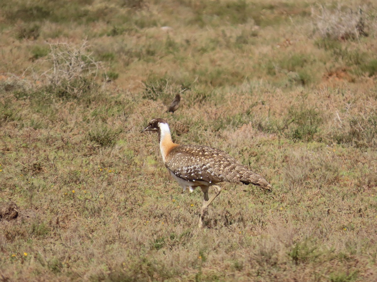 drop tmavohlavý - ML644415385