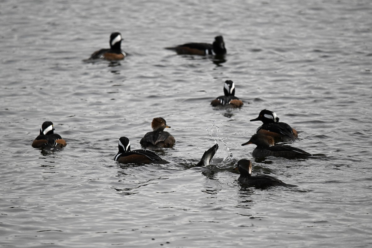 morčák chocholatý - ML644415391